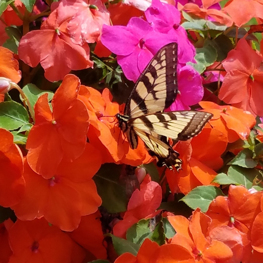 Meet your Posher, Lisa